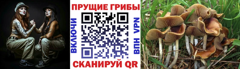 где продают наркотики  Серов  Псилоцибиновые грибы MAGIC MUSHROOMS 